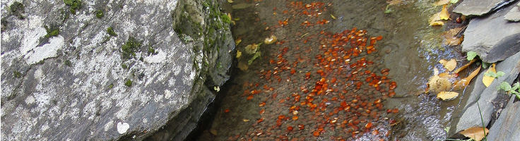 Acequia con castañas